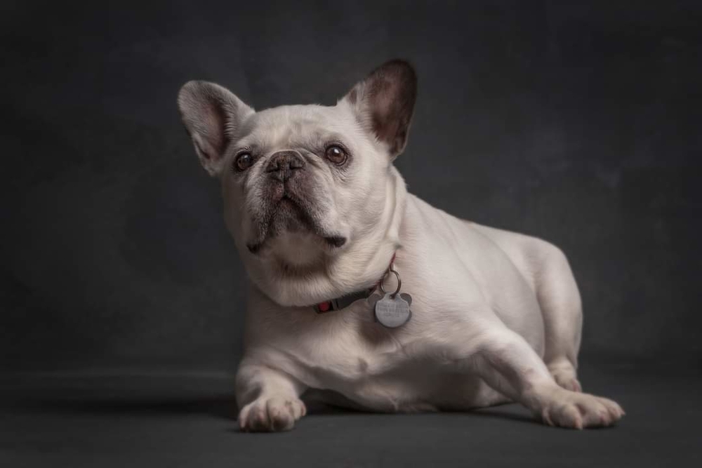 Белый бульдог в ошейнике