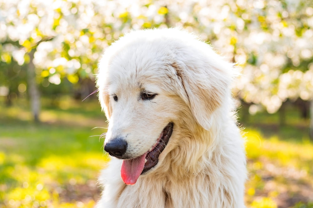 Это маремма-абруццкая овчарка