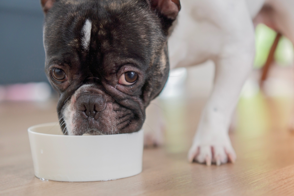 Белый французский бульдог ест