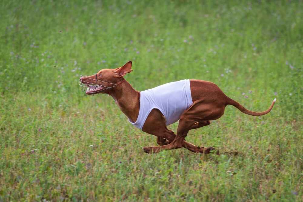 Изображениe — Спортивная сицилийская борзая Спортивная сицилийская борзая