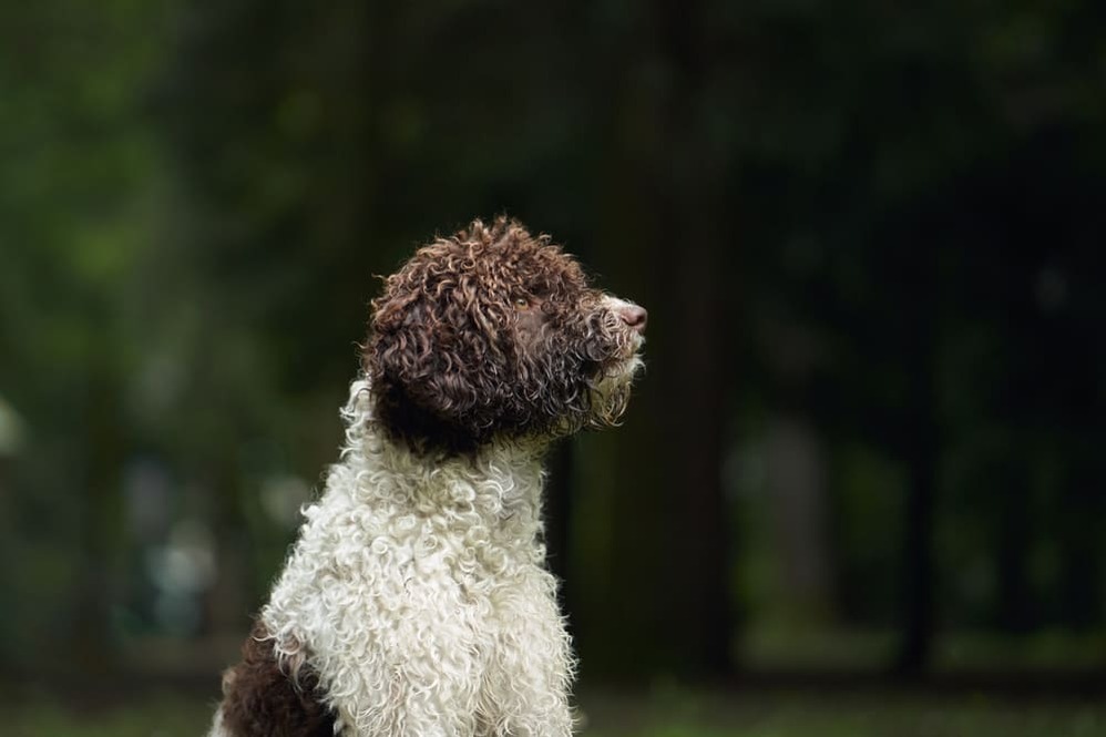 Изображениe — Лаготто романьоло сидит в лесу Лаготто романьоло сидит в лесу