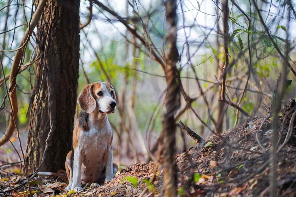 Бигль в лесу