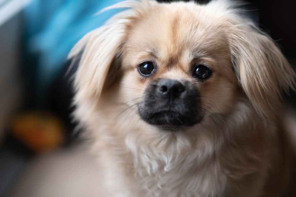 Собака тибетский спаниель