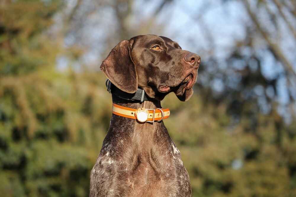 Изображениe — Это серьезный курцхаар Это серьезный курцхаар