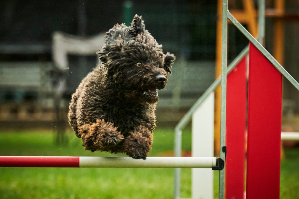 Испанская водяная собака на аджилити