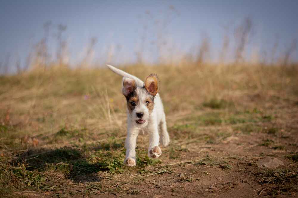 Изображениe — Щенок парсона Щенок парсона