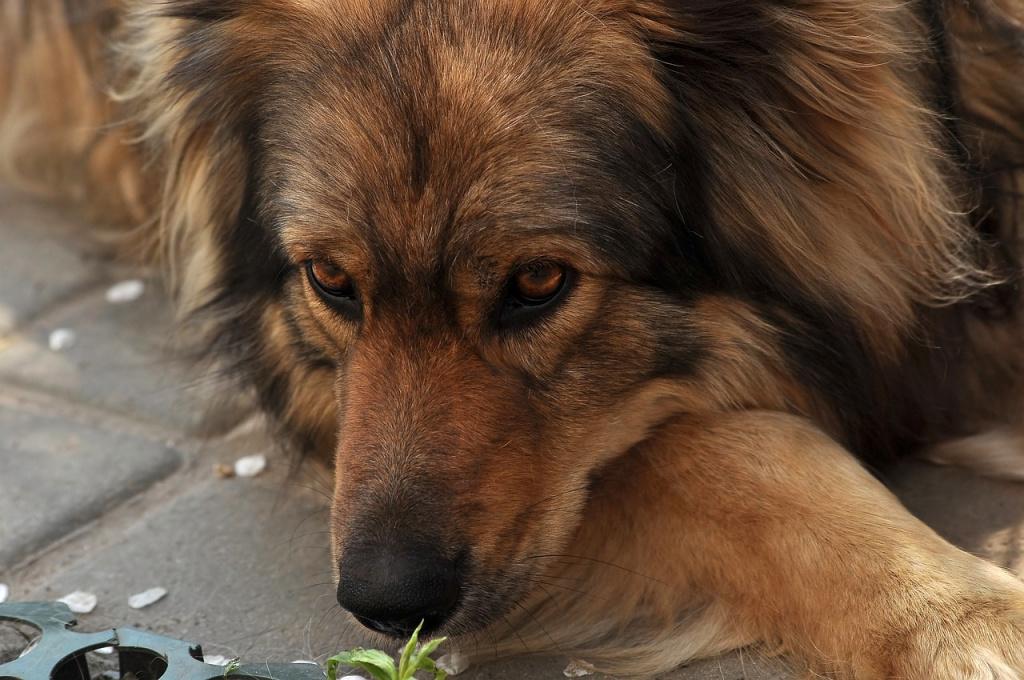 Перитонит у собак: опасность, симптомы и лечение