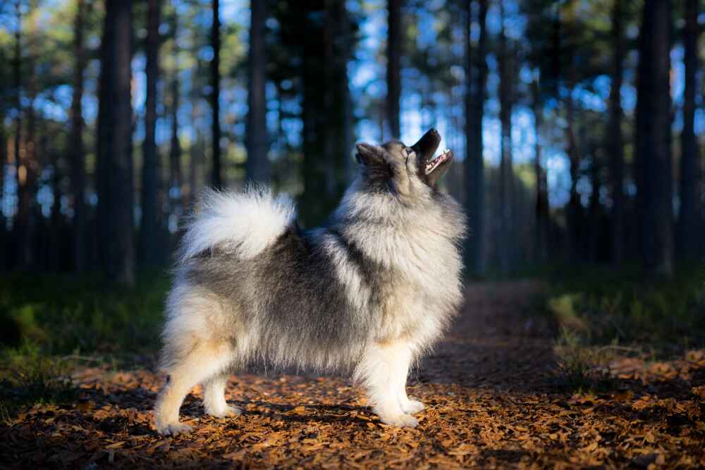 Описание вольфшпица можно найти в стандарте
