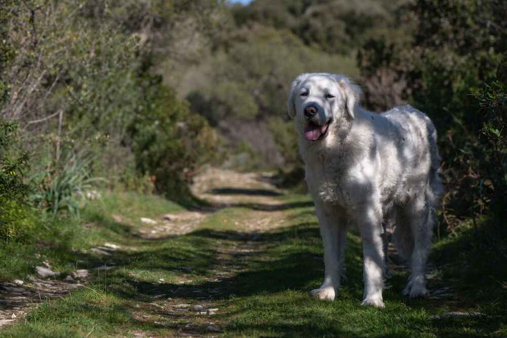 Изображениe — Собака кувас на фото Собака кувас на фото