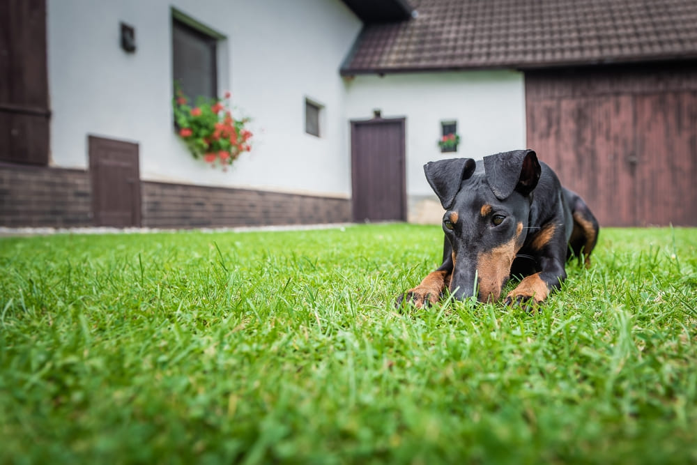 Манчестер-терьер у дома