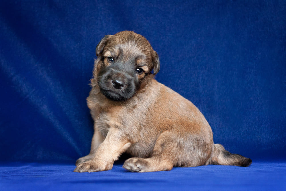 Ирландский мягкошерстный терьер в щенячьем возрасте