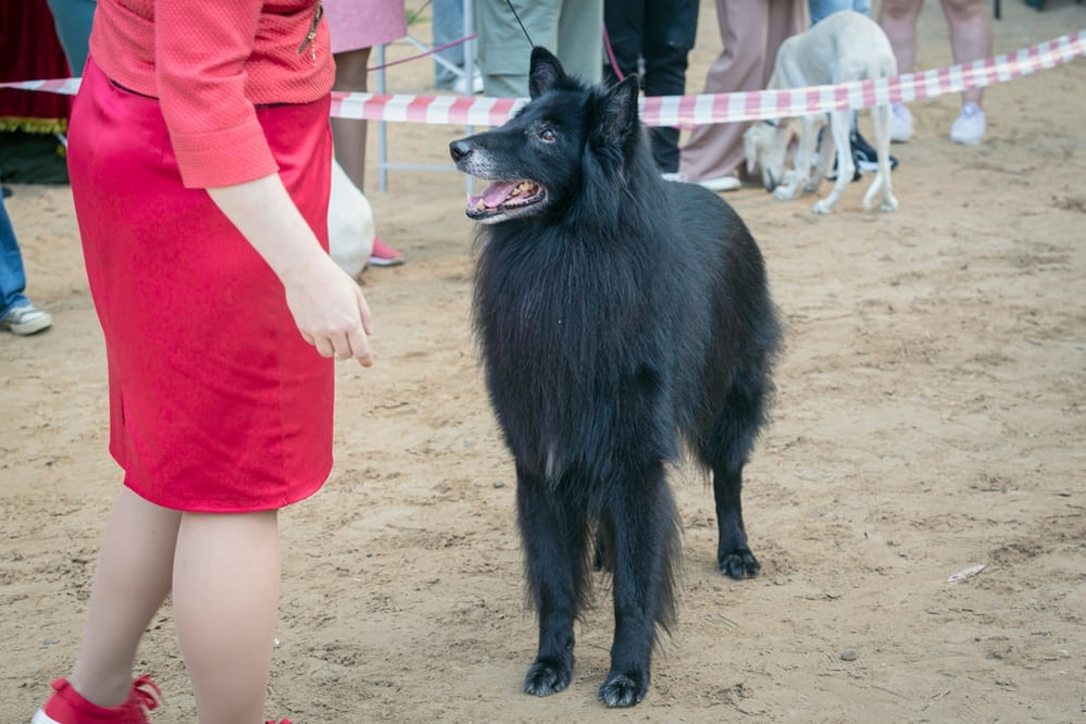Собака породы грюнендаль на выставке