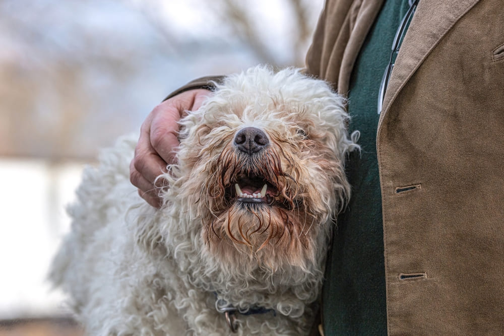 Собака породы пуми белого цвета