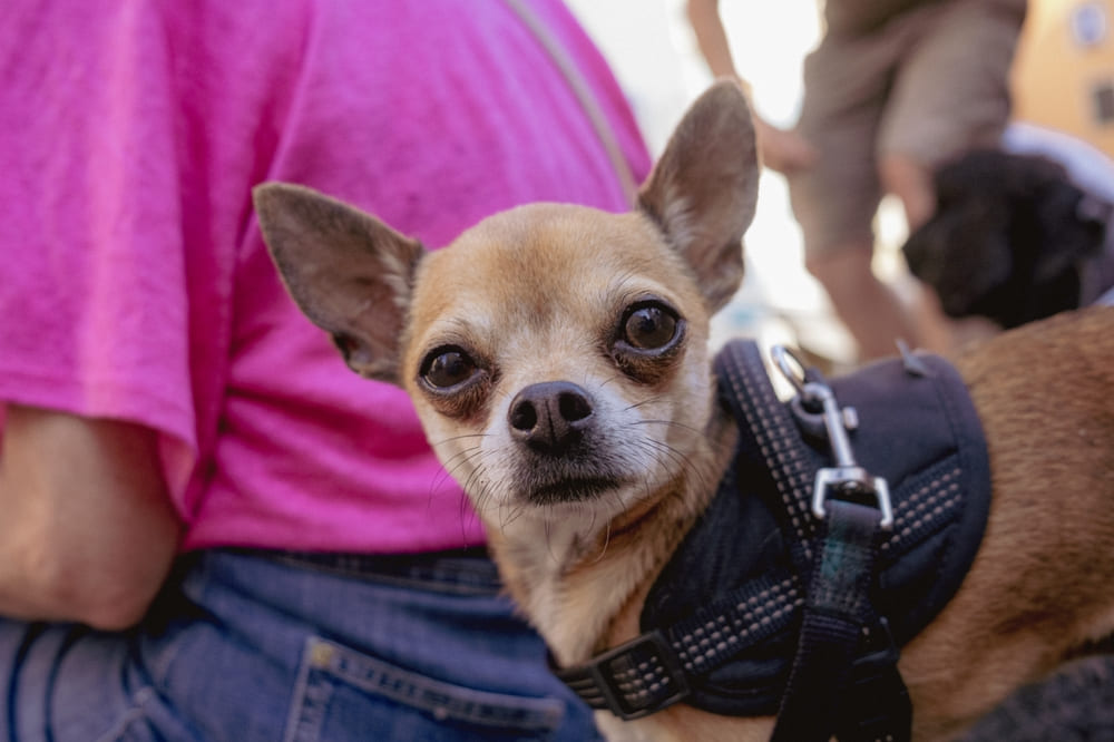 Чихуахуа смотрит в камеру