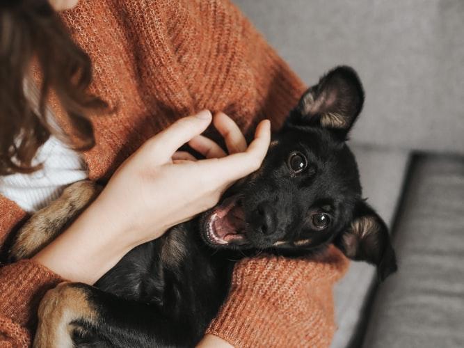 Как сделать массаж собаке: алгоритм для разных видов процедур 