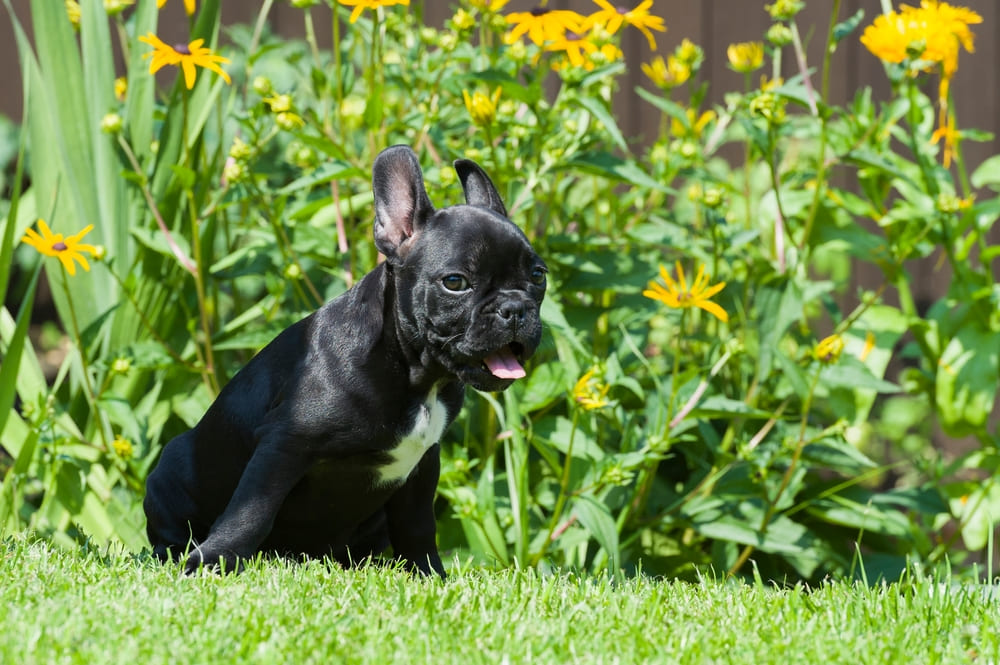 Щенок французского бульдога у клумбы