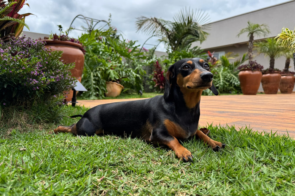 Такса в саду