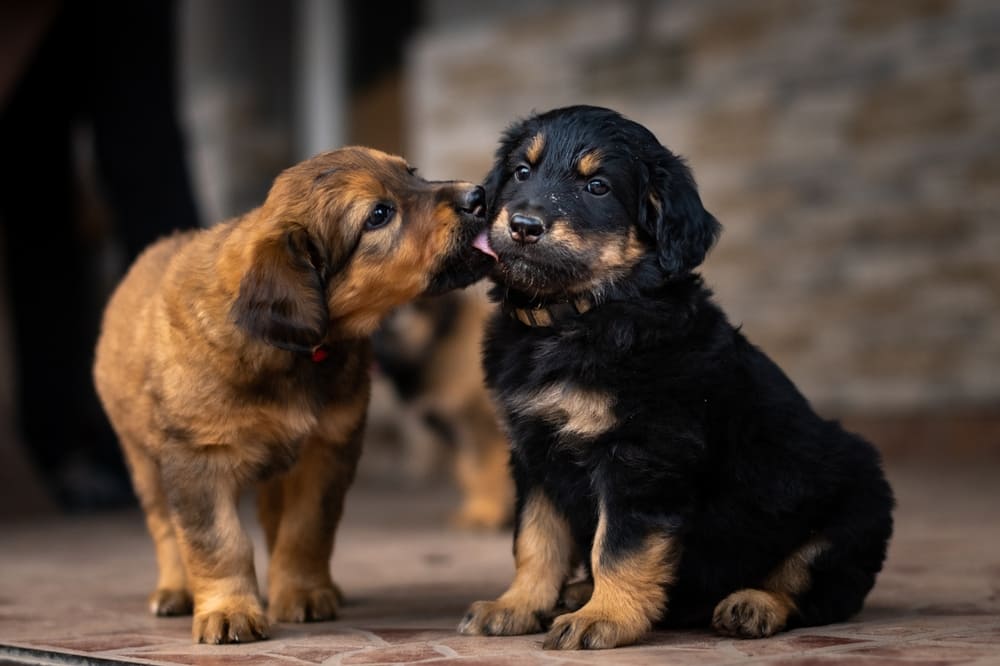 Два щенка ховаварта разного окраса