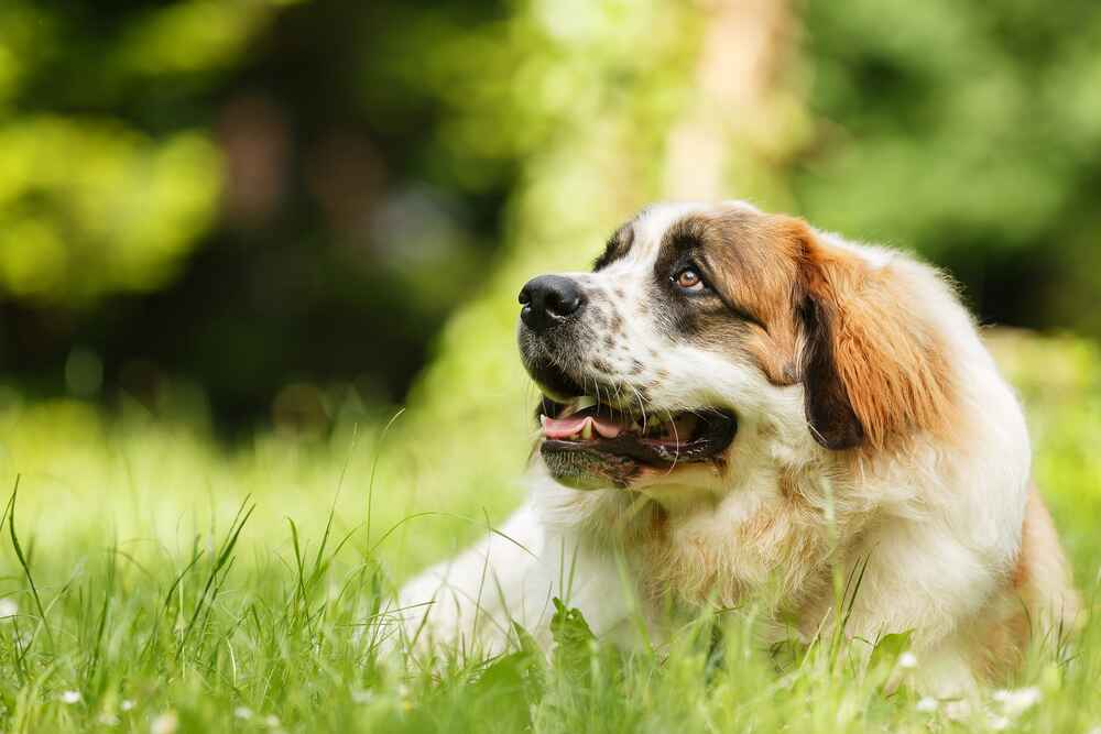 Фото московской сторожевой