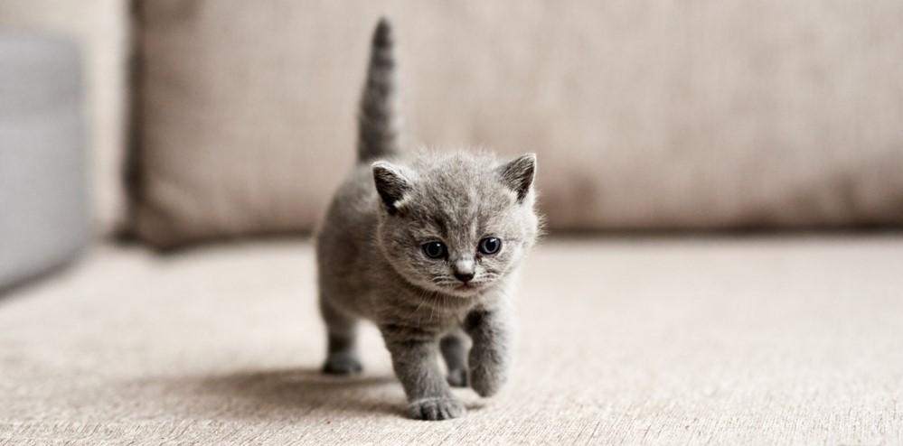 Как назвать серого котенка: имена для котов и кошек