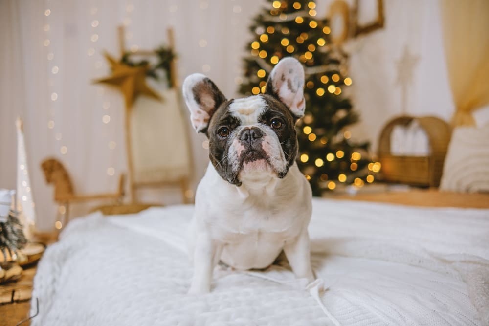 Французский бульдог дома