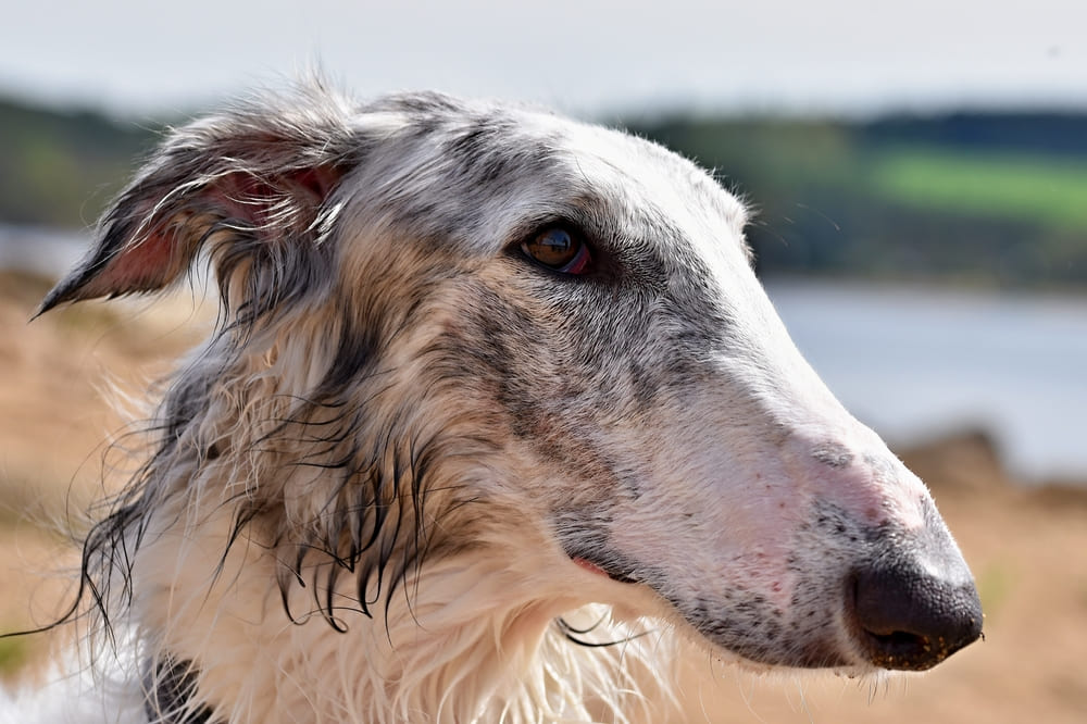 Борзых путают с гончими