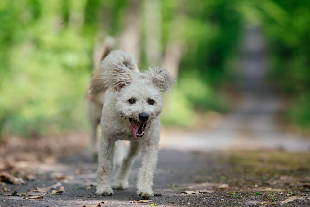 Собака породы пуми на соревновании