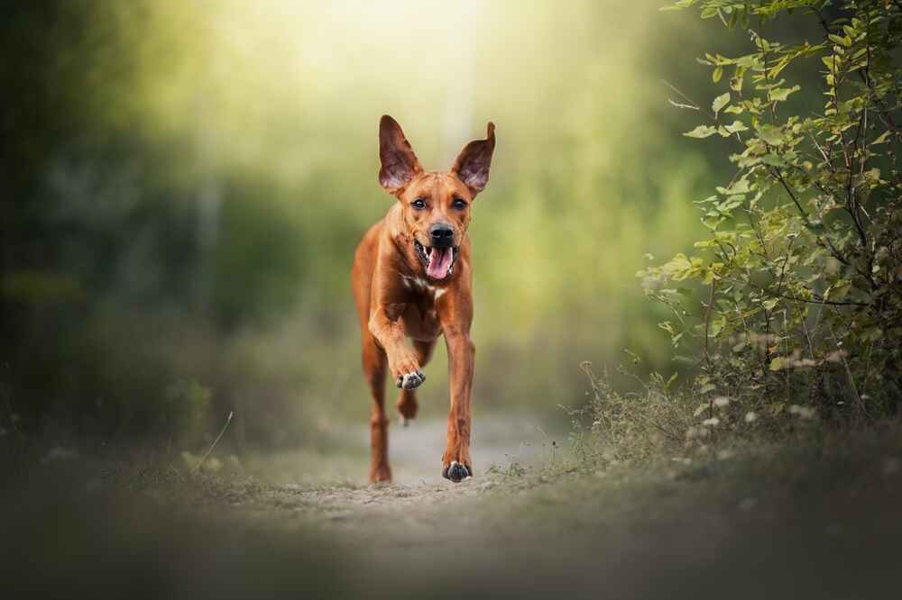 Родезийский риджбек гуляет