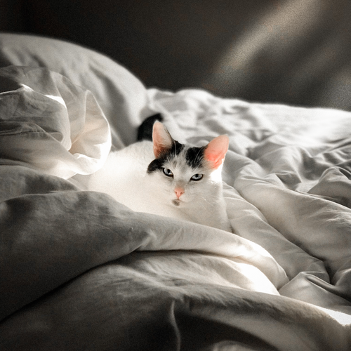 Почему кошка начала гадить на кровать: распространенные причины, как  отучить кошку гадить на кровать