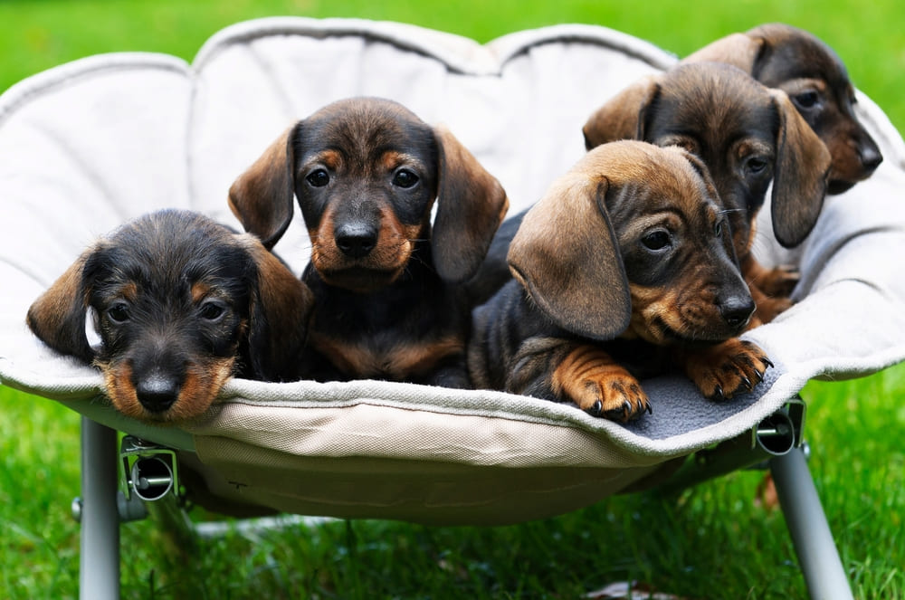 Описание внешности и характера собаки таксы можно найти в стандарте породы