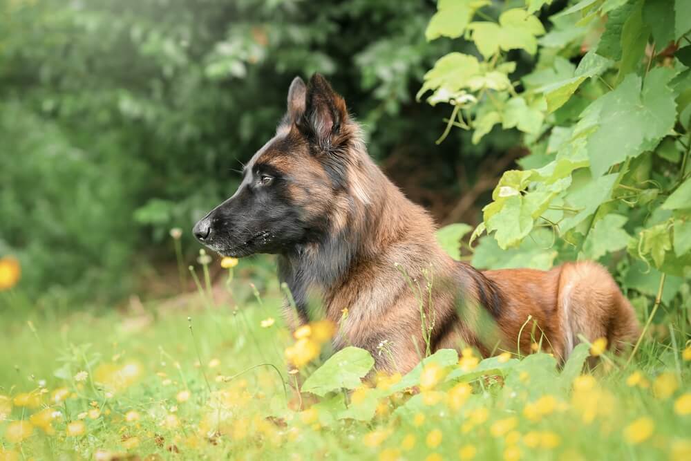 Тервюрен на траве