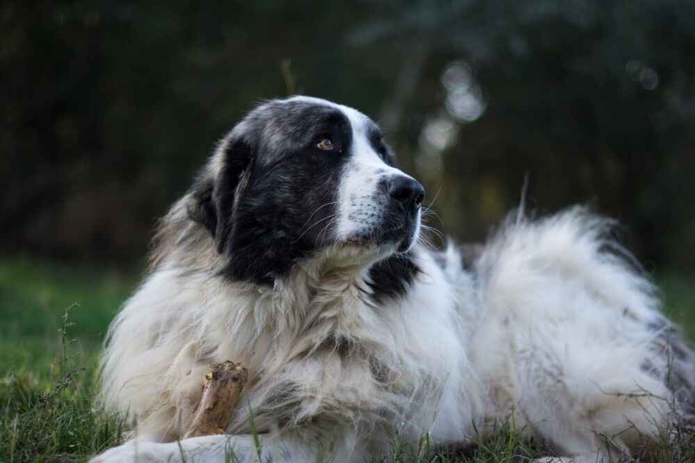 Отдыхающий пиренейский мастиф