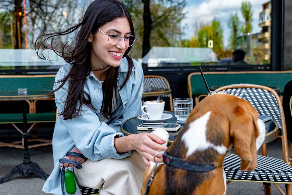 Бигль на прогулке в городе