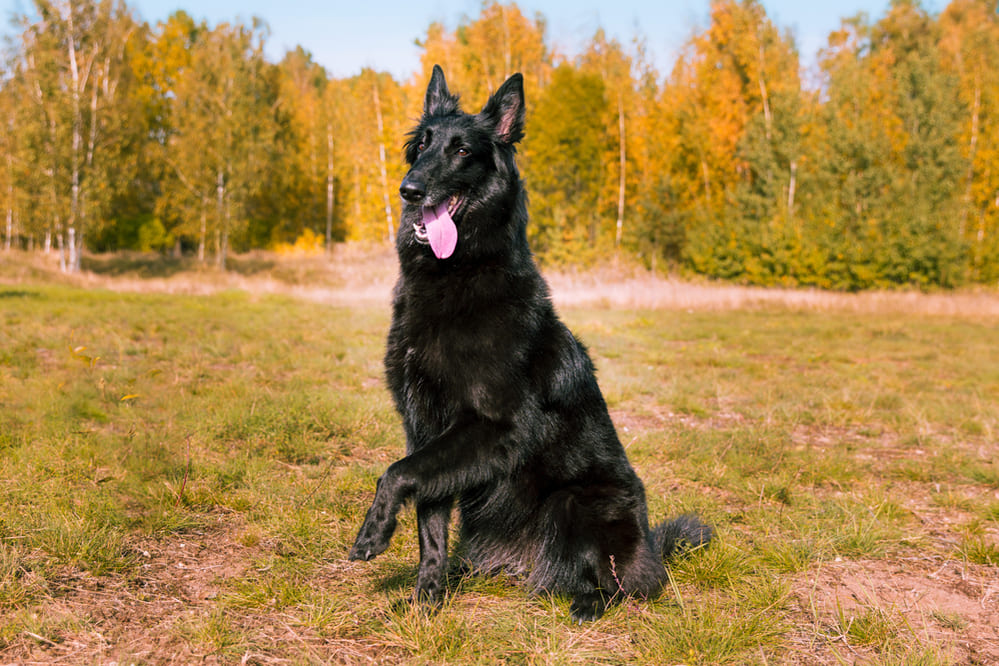 Грюнендаль черного цвета