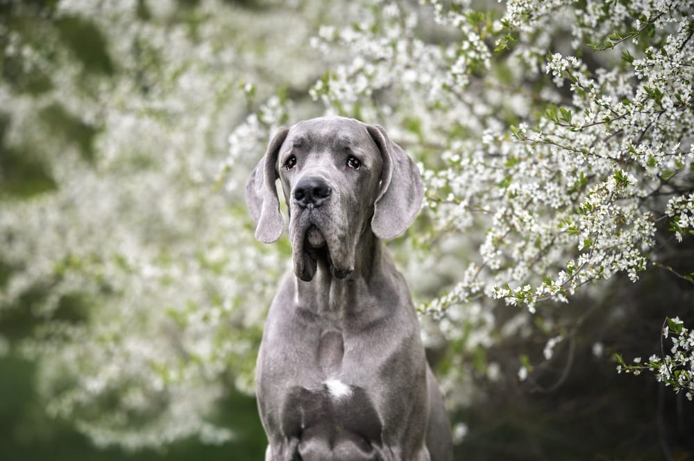 Описание породы немецкий дог есть в стандарте