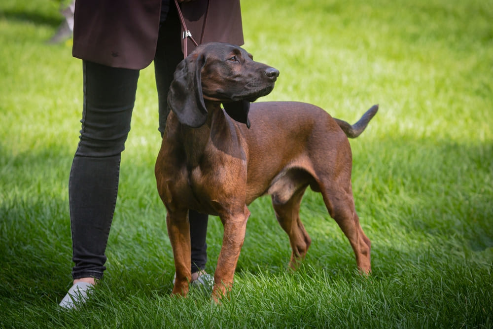 Баварская горная гончая на соревновании