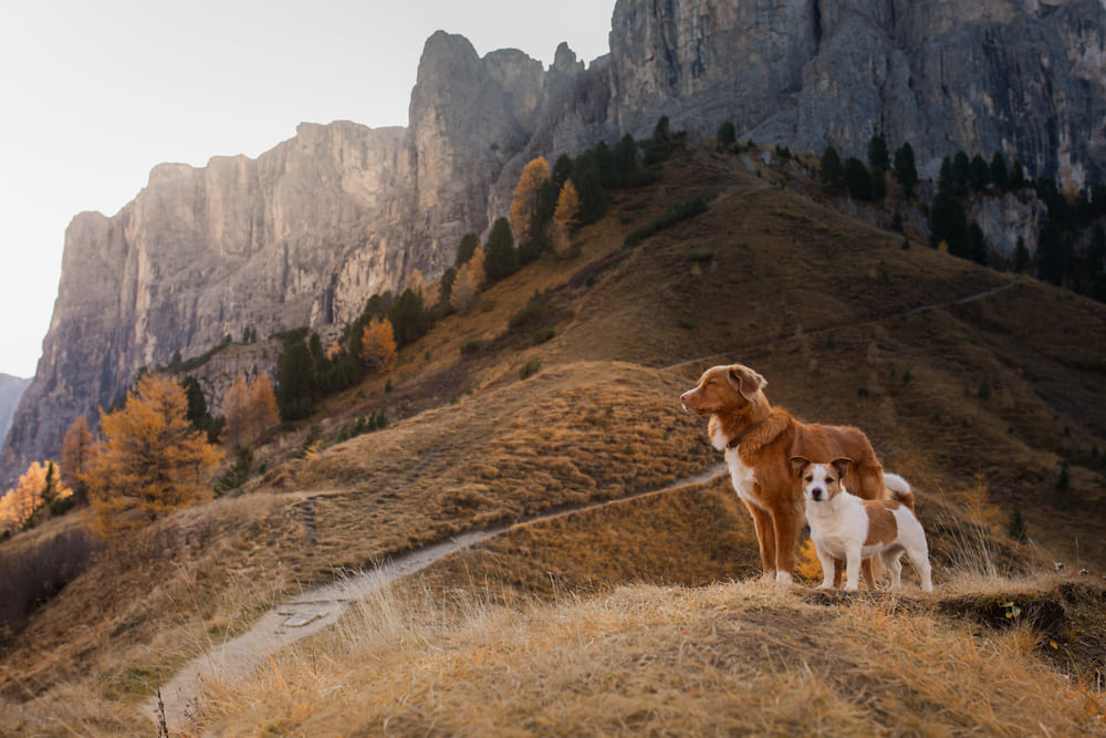 Толлер и терьер