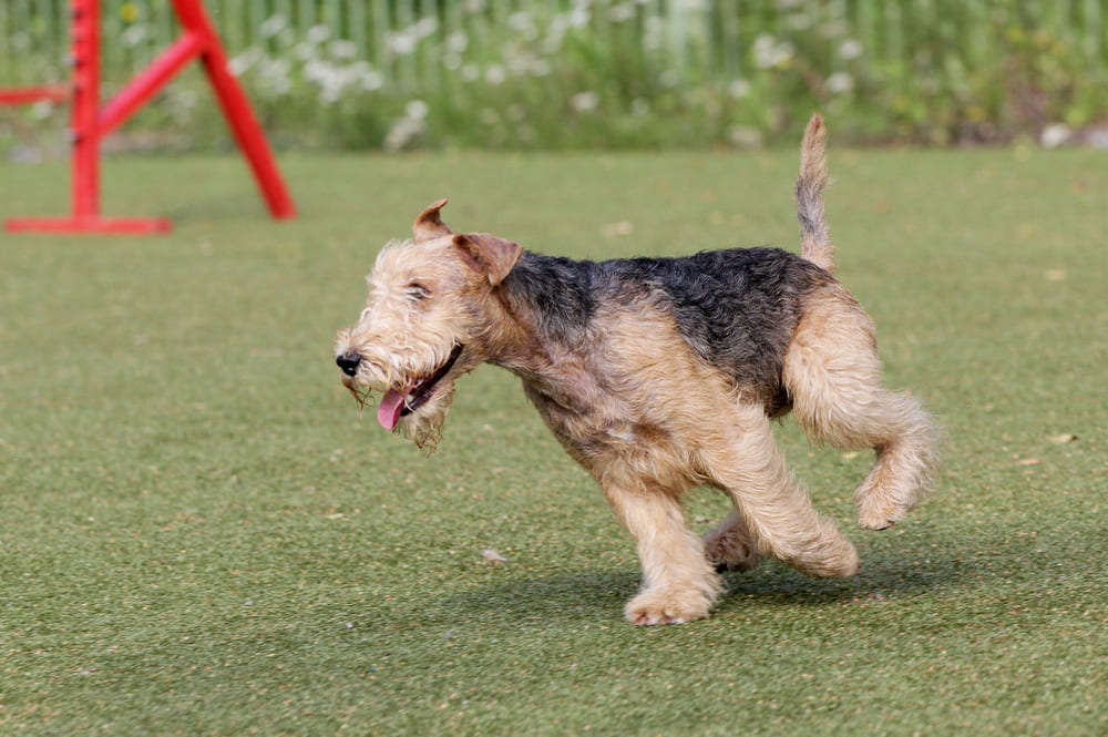 Лейкленд-терьер на спортивном состязании