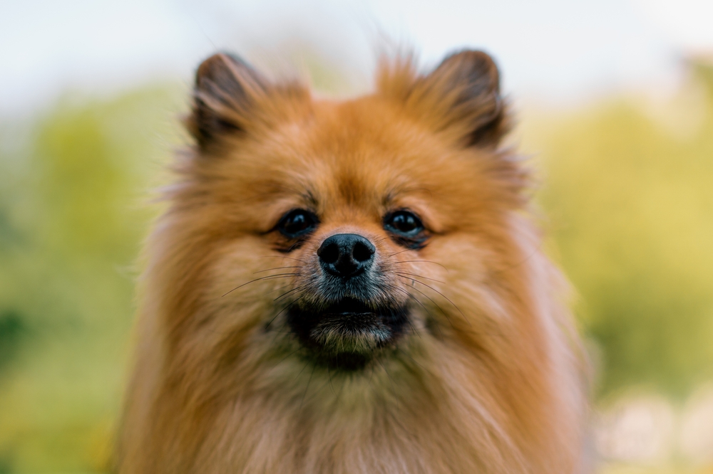 Красивый рыжий шпиц