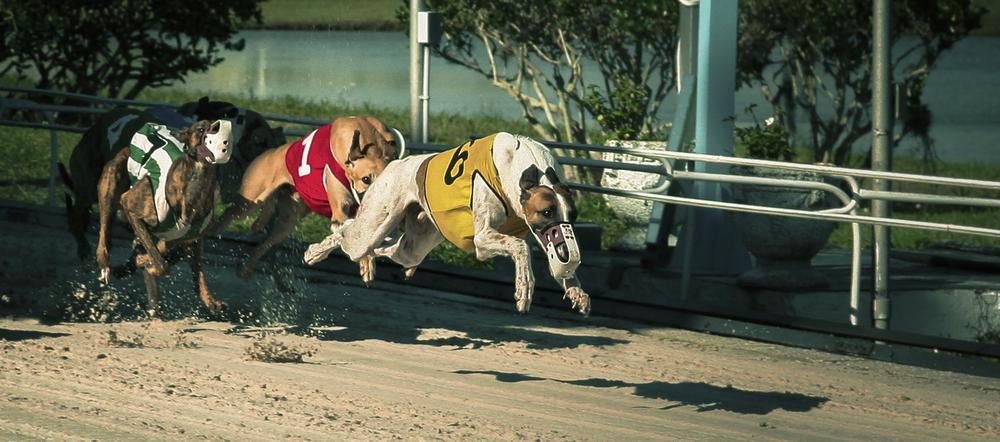 Самые быстрые собаки в мире: ТОП-24 пород и отдельные рекордсмены