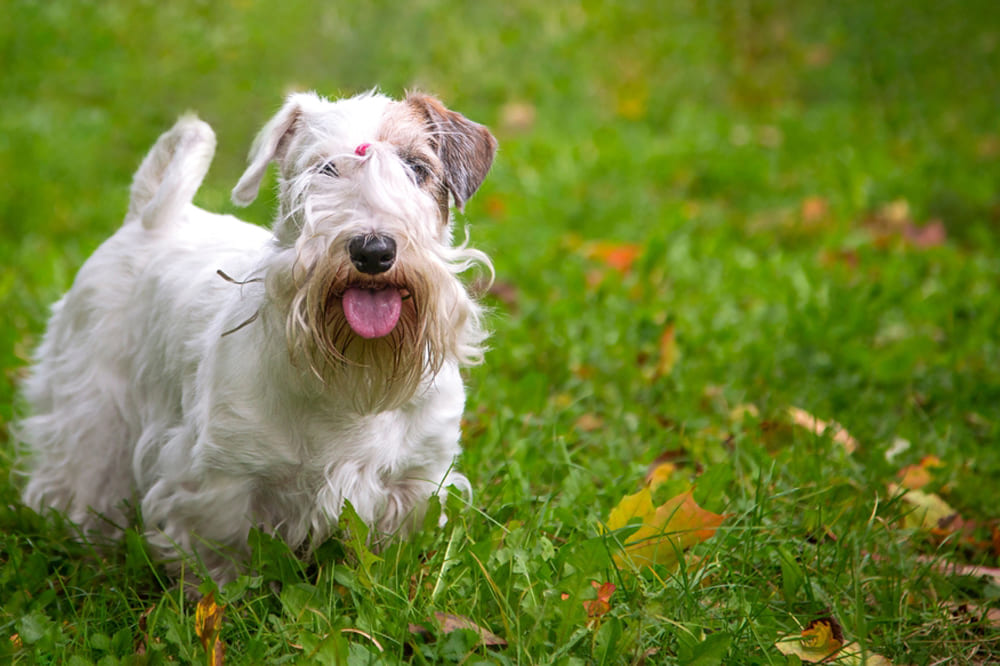 Силихем-терьер в парке
