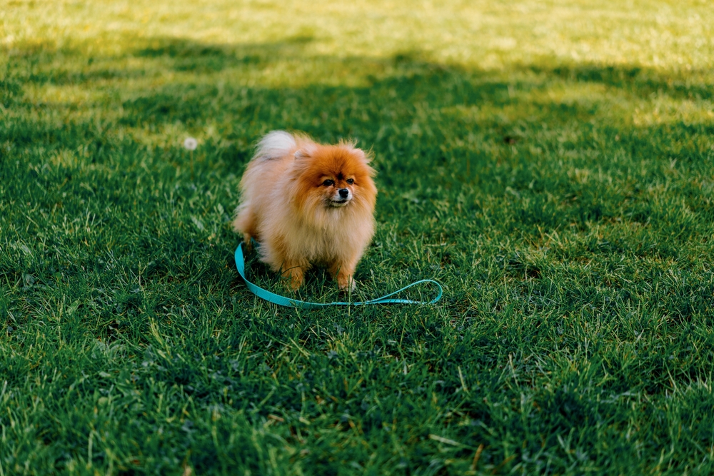 Рыжий шпиц на поводке