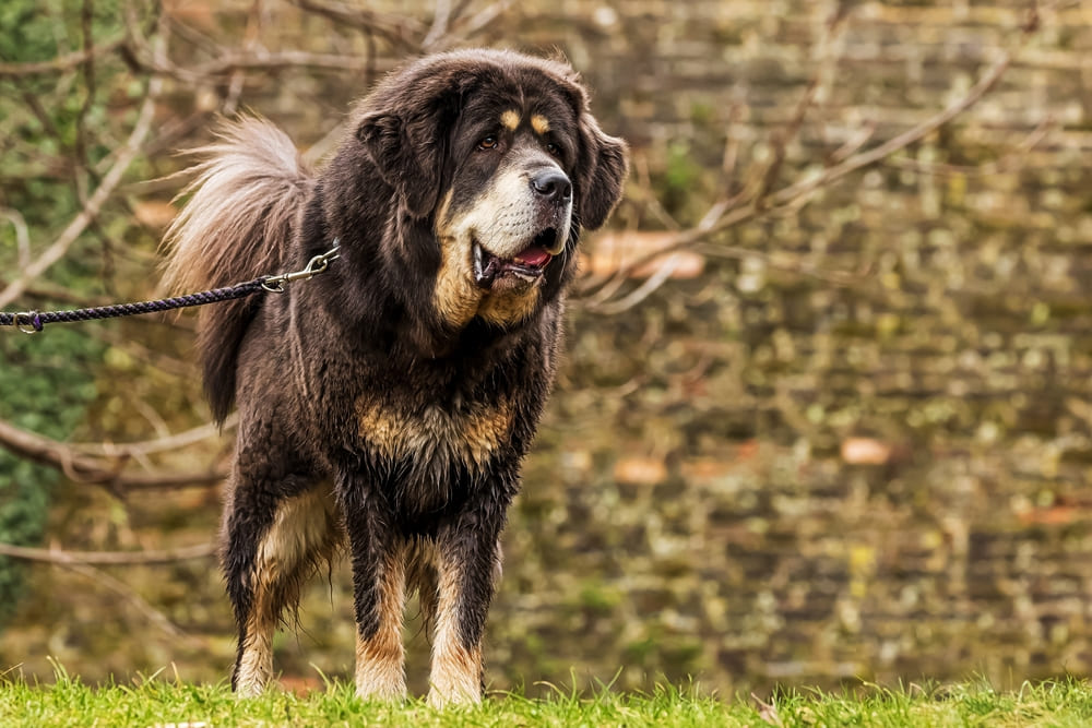 Самка тибетского мастифа