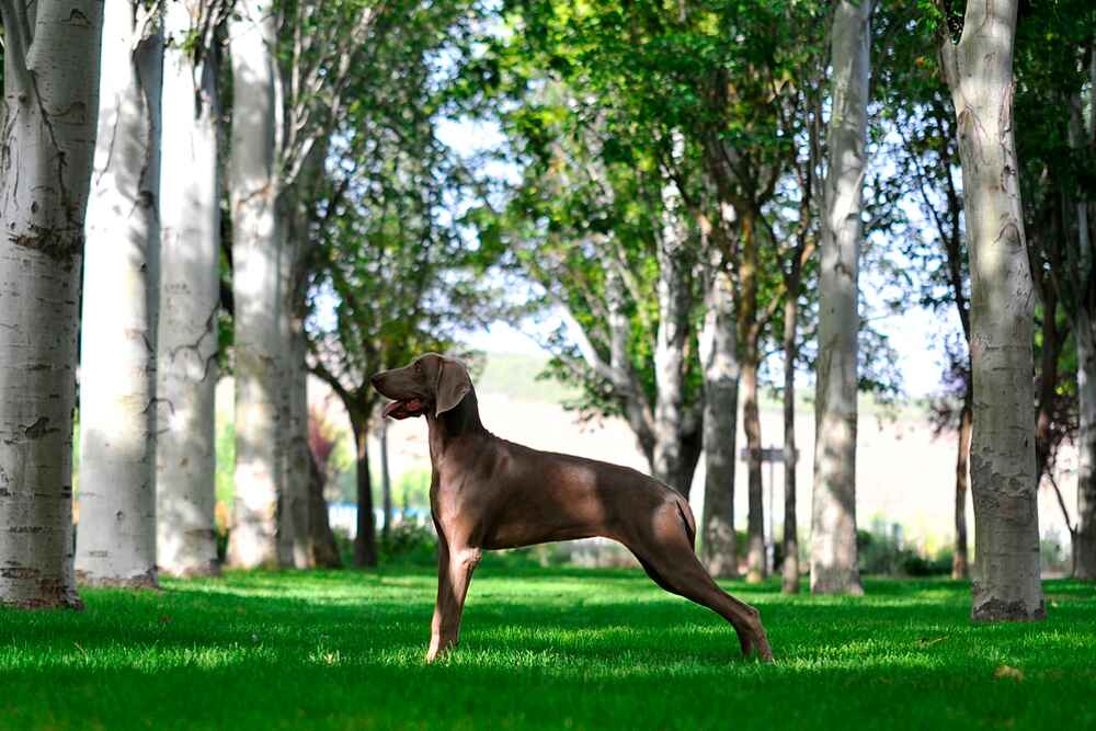 Играющий веймаранер