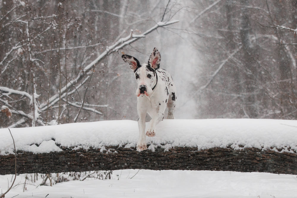 Собака немецкий дог