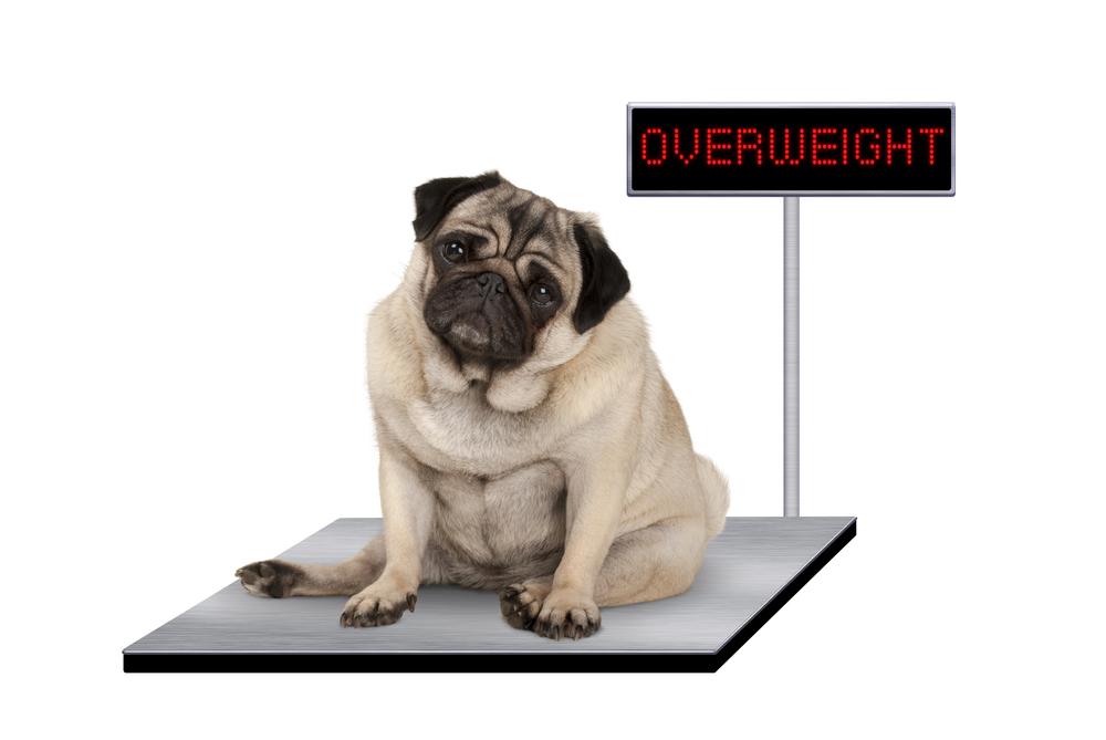 Все об ожирении у собак: причины, диета и физнагрузки