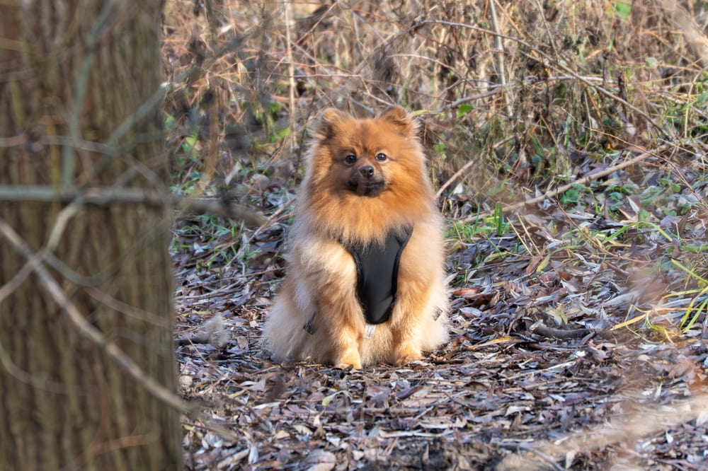 Померанский шпиц в лесу