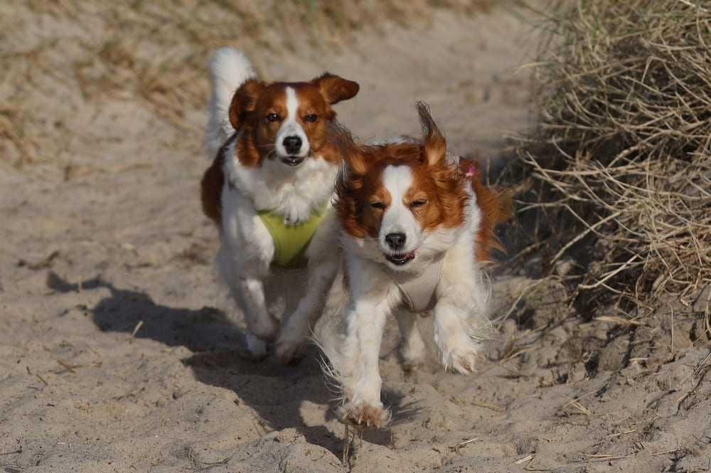 Две собаки коикерхондье