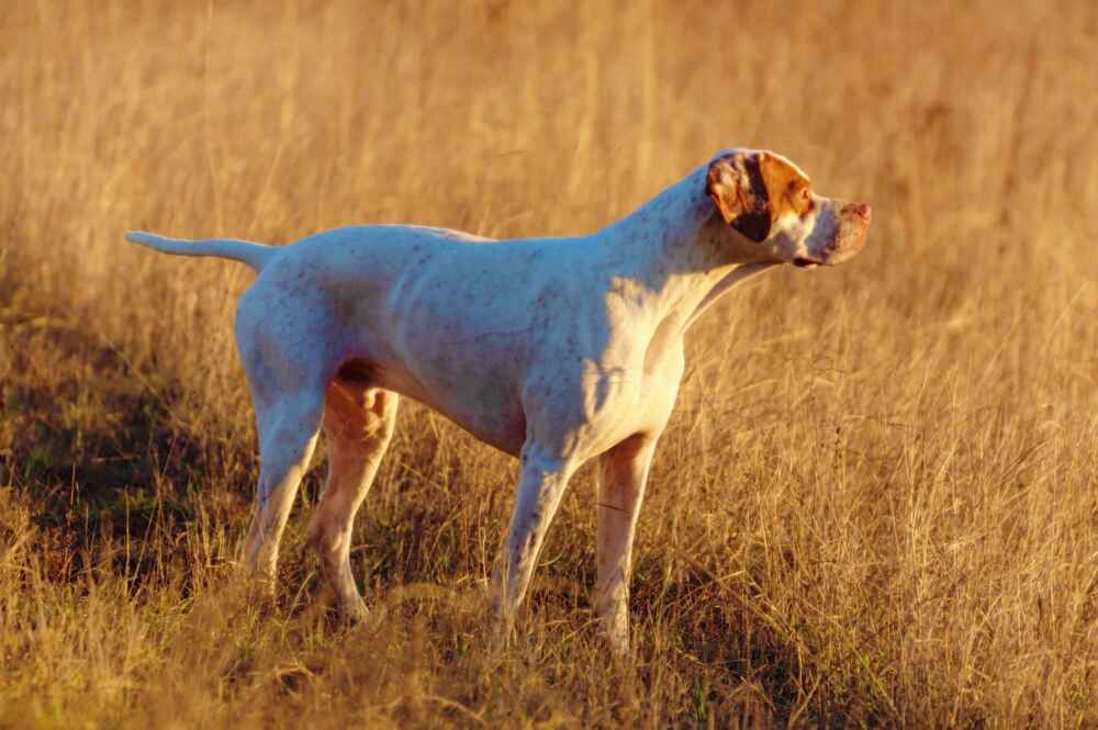Английский пойнтер с рыжими пятнами