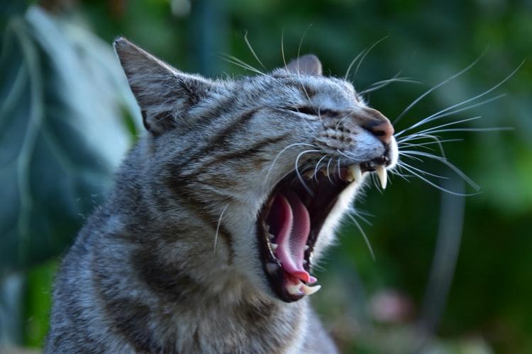 Как и зачем чистить зубы кошке: все о гигиене полости рта